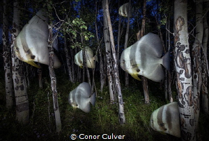 "Bat Fish Night" part of my Underwater Surrealism body of... by Conor Culver 